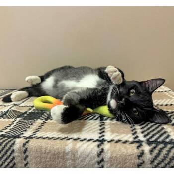 Domestic Short Hair Cats Available for Adoption in Walnut Creek, California - Fry | PetCurious