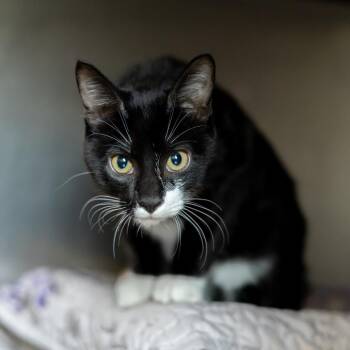 Spencer -  Domestic Short Hair Cat for Adoption in Wilmington, Delaware - Spencer | PetCurious