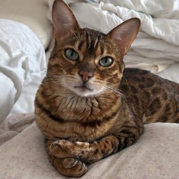 Willow -  Bengal Cat for Adoption in Richmond Hill, Ontario - Willow | PetCurious