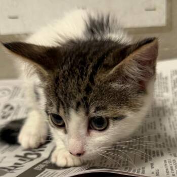 Karla -  Domestic Short Hair Cat for Adoption in Yuma, Arizona - Karla | PetCurious