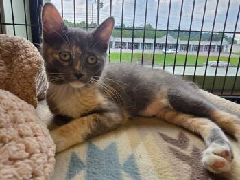 Baby Girl -  Domestic Short Hair Cat for Adoption in Blountville, Tennessee - Baby Girl | PetCurious