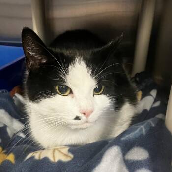 Domestic Short Hair Cats Available for Adoption - Madonna | PetCurious