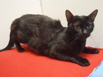 DOREEN -  Domestic Short Hair Cat for Adoption in Sacramento, California - DOREEN | PetCurious
