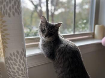 Rescue Tabby Cats for Adoption in Sanford, North Carolina - Decker | PetCurious