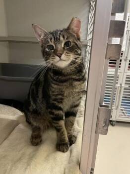 Friday -  Domestic Short Hair Cat for Adoption in Quakertown, Pennsylvania - Friday | PetCurious