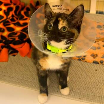 Hermes -  Domestic Short Hair Cat for Adoption in Woodinville, Washington - Hermes | PetCurious