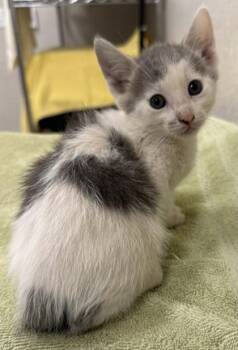 Little Man -  Domestic Short Hair Cat for Adoption in Honolulu, Hawaii - Little Man | PetCurious