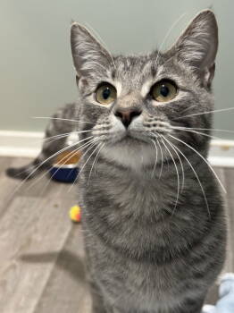 Rescue Tabby and Siamese Cats for Adoption in Lexington, South Carolina - Churro | PetCurious