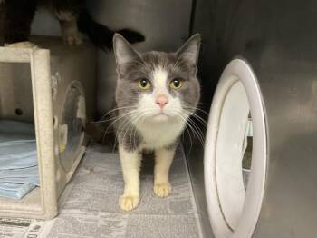 Domestic Long Hair Cats Available for Adoption in San Bernardino, California - TEDDY | PetCurious