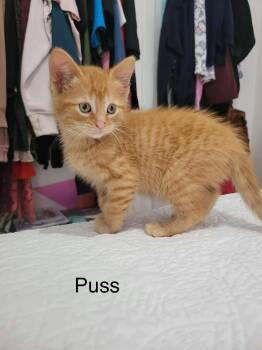 Rescue Domestic Short Hair Cats for Adoption in Hoffman Estates, Illinois - Puss | PetCurious