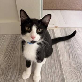 Thresh -  Domestic Short Hair Cat for Adoption in Atlanta, Georgia - Thresh | PetCurious