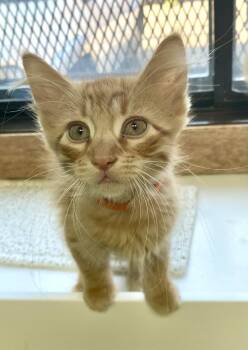 Pumpkin -  Domestic Long Hair Cat for Adoption in Fargo, North Dakota - Pumpkin | PetCurious