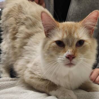 Lynx -  Siamese Cat for Adoption in Murray, Utah - Lynx | PetCurious