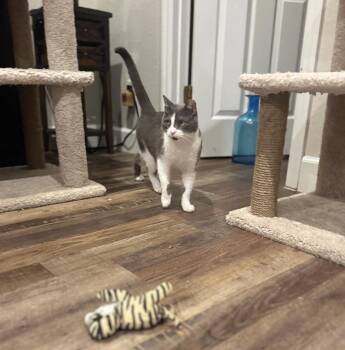 Nibbles -  American Shorthair Cat for Adoption in Ocala, Florida - Nibbles | PetCurious