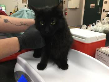 Domestic Long Hair Cats Available for Adoption in Thousand Palms, California - TOOTHLESS | PetCurious