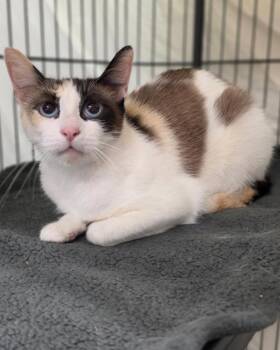 Coconut -  Domestic Short Hair and Snowshoe Cat for Adoption in Novato, California - Coconut | PetCurious