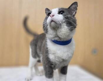 BOSTON -  Domestic Medium Hair Cat for Adoption in Brentwood, Missouri - BOSTON | PetCurious