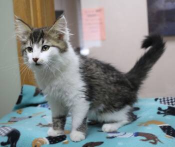 Smudge -  Domestic Medium Hair Cat for Adoption in Portage, Wisconsin - Smudge | PetCurious