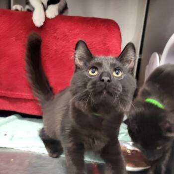 Rowan -  Domestic Medium Hair Cat for Adoption in Fort Wayne, Indiana - Rowan | PetCurious