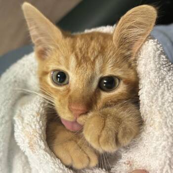Little Baby Steven -  Domestic Short Hair Cat for Adoption - Little Baby Steven | PetCurious