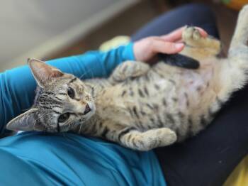 Piper -  Domestic Short Hair Cat for Adoption in Wilmington, North Carolina - Piper | PetCurious