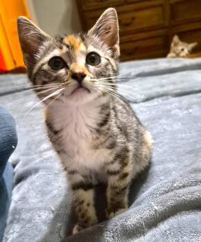 Pearly-girly -  Calico and Tiger Cat for Adoption in Boston, Massachusetts - Pearly-girly | PetCurious