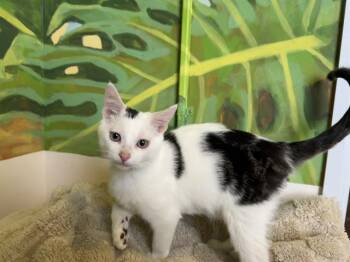 Domestic Short Hair Cats Available for Adoption - GLENN | PetCurious