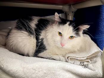 Domestic Long Hair and Domestic Short Hair Cats Available for Adoption - ROBINAVITCH | PetCurious