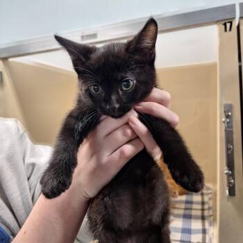 Domestic Short Hair Cats Available for Adoption in Gautier, Mississippi - Freddy | PetCurious