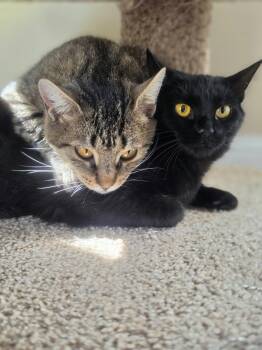 BAMBI & ELMIRA -  Domestic Short Hair Cat for Adoption in Petrolia, Ontario - BAMBI & ELMIRA | PetCurious