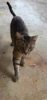 Domestic Short Hair Cats Available for Adoption in San Antonio, Texas - A803112 | PetCurious