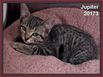 JUPITER -  Domestic Short Hair Cat for Adoption in Marietta, Georgia - JUPITER | PetCurious
