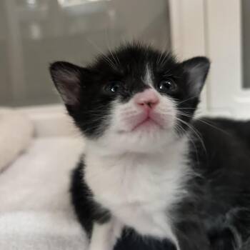 Betty -  Domestic Short Hair Cat for Adoption in East Hanover, New Jersey - Betty | PetCurious