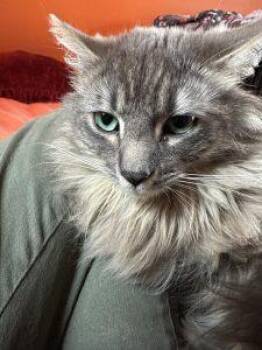 Grey -  Domestic Long Hair Cat for Adoption in Anchorage, Alaska - Grey | PetCurious