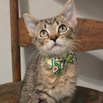Squeak -  Domestic Short Hair Cat for Adoption in New Albany, Ohio - Squeak | PetCurious