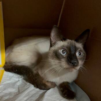 Rescue Siamese Cats for Adoption in Long Beach, California - Hook | PetCurious