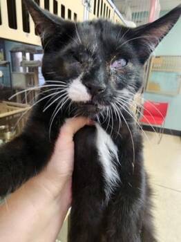 Staccato $50 Special Needs, Inside Only -  Domestic Short Hair Cat for Adoption in Seneca, South Carolina - Staccato $50 Special Needs, Inside Only | PetCurious