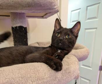 Salvia -  Domestic Short Hair Cat for Adoption in Hamilton, Ontario - Salvia | PetCurious