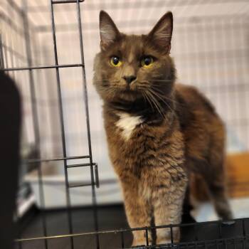 Rescue Domestic Medium Hair Cats for Adoption in New York, New York - Hazel | PetCurious