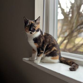 Rescue Domestic Short Hair Cats for Adoption in Baltimore, Maryland - Iris | PetCurious