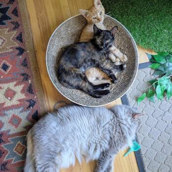 Julie -  Domestic Short Hair Cat for Adoption in Reisterstown, Maryland - Julie | PetCurious