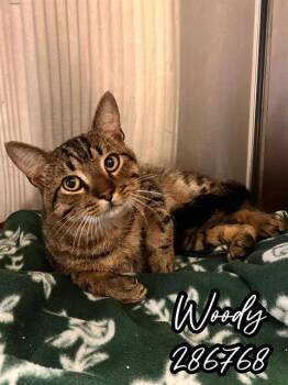 Rescue Domestic Short Hair Cats for Adoption in Macon, Georgia - WOODY | PetCurious