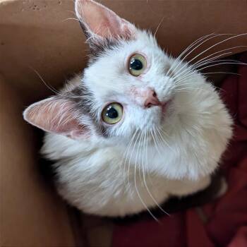Lillian -  Domestic Short Hair Cat for Adoption in Los Angeles, California - Lillian | PetCurious