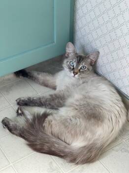 DUCHESS -  Siamese and Domestic Medium Hair Cat for Adoption in Escalon, California - DUCHESS | PetCurious