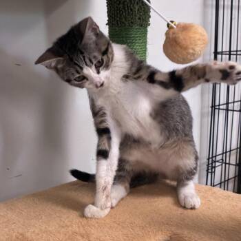 Kitty -  Domestic Short Hair Cat for Adoption in Houston, Texas - Kitty | PetCurious
