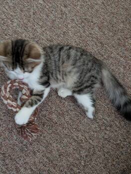 Little Foot -  Domestic Medium Hair Cat for Adoption in Fruit Heights, Utah - Little Foot | PetCurious