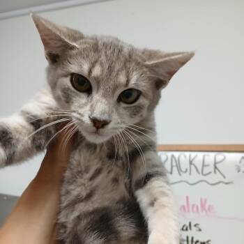 Domestic Short Hair Cats Available for Adoption in Morristown, Vermont - Bounty | PetCurious