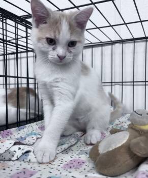 Adrian -  Domestic Short Hair Cat for Adoption in Youngstown, Ohio - Adrian | PetCurious