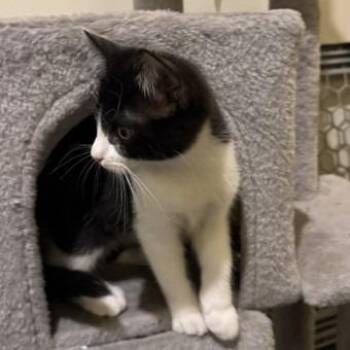 Fish C12562 -  Domestic Short Hair Cat for Adoption - Fish C12562 | PetCurious