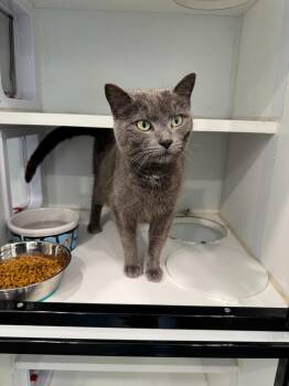 Domestic Short Hair Cats Available for Adoption in Lunenburg, Vermont - Macy | PetCurious